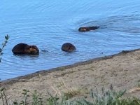 Yukon River Dam Beavers, Whitehorse YT