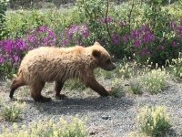 Grizzly Bear Momma and Cubs near Destruction Bay, Yukon