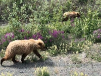 Grizzly Bear Momma and Cubs near Destruction Bay, Yukon