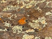 Station Eleven Rock Lichens