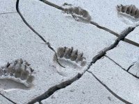Haines Alaska Grizzly Bear Paw Prints