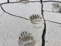 Haines Alaska Grizzly Bear Paw Prints