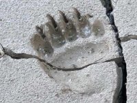 Haines Alaska Grizzly Bear Paw Print
