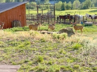 Vickers Ranch Deer