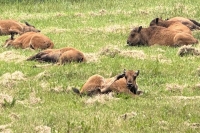 Alcan Wood Bison