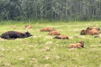 Alcan Wood Bison