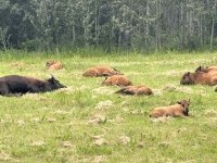 Alcan Wood Bison