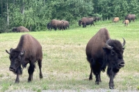 Alcan Wood Bison