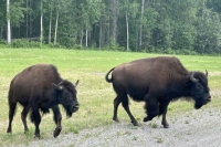 Alcan Wood Bison