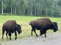 Alcan Wood Bison