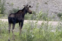 Alcan Moose