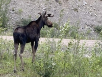 Alcan Moose