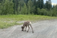 Alcan Carribou