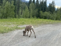 Alcan Carribou