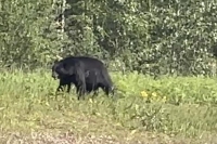 Alaska Highway Black Bear