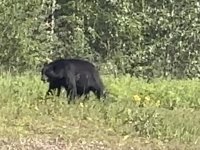 Alaska Highway Black Bear