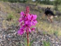 Braeburn Yukon Wildflower