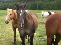 Vickers Ranch Horses