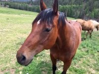 Vickers Ranch Horses