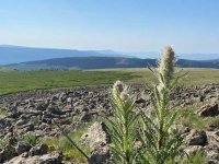 Cannibal Plateau Thistle Rocks