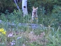 Crystal Lakes Coyote Pups