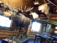 Cassiar Highway Lodge Taxidermy Moose Mounts