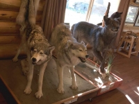 Cassiar Highway Lodge Taxidermy Wolf Mounts