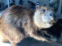Hyder Alaska History Museum Taxidermy, Beaver Mount