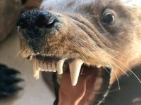 Hyder Alaska History Museum Taxidermy, Badger Mount