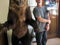Hyder Alaska History Museum Taxidermy, Bear Mount