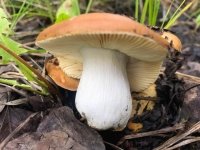 Wild Mushroom