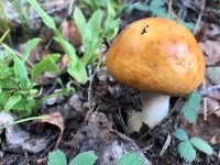 Wild Mushroom