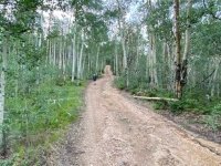 Vickers Ranch Aspens