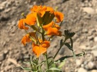 Salmon Glacier Wildflower