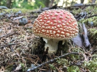 Wild Mushroom, Hyder Alaska