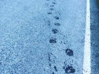 Bear prints on highway at Fish Creek, Hyder Alaska