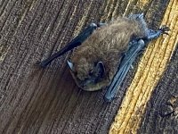 river bat