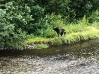 Black Bear at Fish Creek, Hyder Alaska