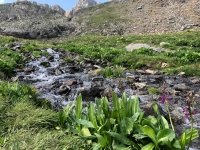 Handie\'s Peak Trail Stream Crossing