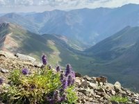 Handies Peak Wildflowers
