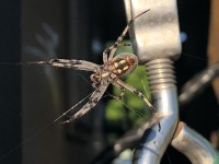 Big Ass Spider, Idaho