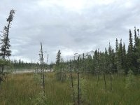 Liard Hot Springs