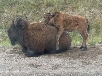 Wood Bison