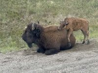 Wood Bison