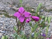 Columbia Icefields Wildflower