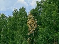 Vickers Ranch Aspens