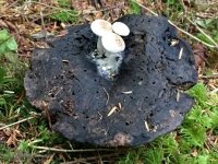 Northwest Shrooms on Mushroom