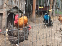 Harvest Hosts Chickens and Peacock