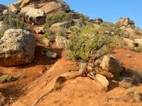 Dinosaur Tree