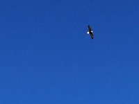 Bald Eagle Soars over Sinclair, Wyoming